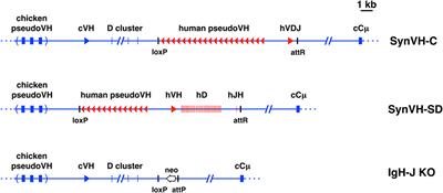 V(D)J Rearrangement Is Dispensable for Producing CDR-H3 Sequence Diversity in a Gene Converting Species